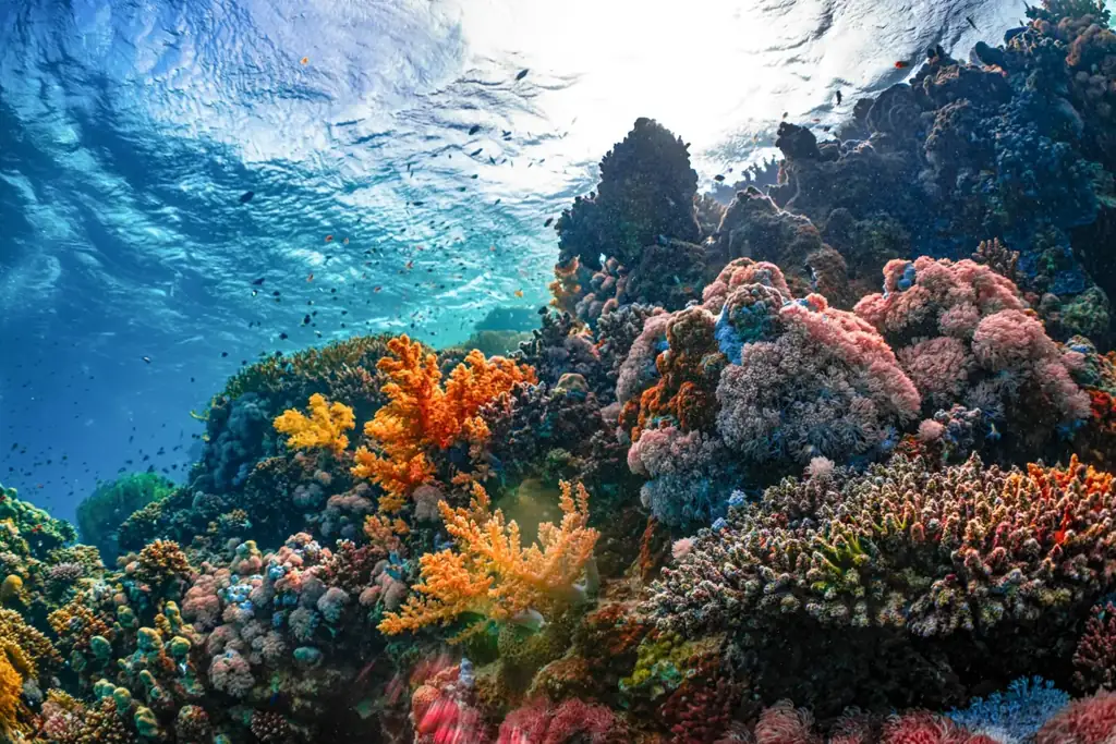 Ultimate Dahab Coastal Escape & Beyond