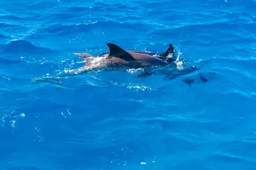 Snorkel Dolphin House