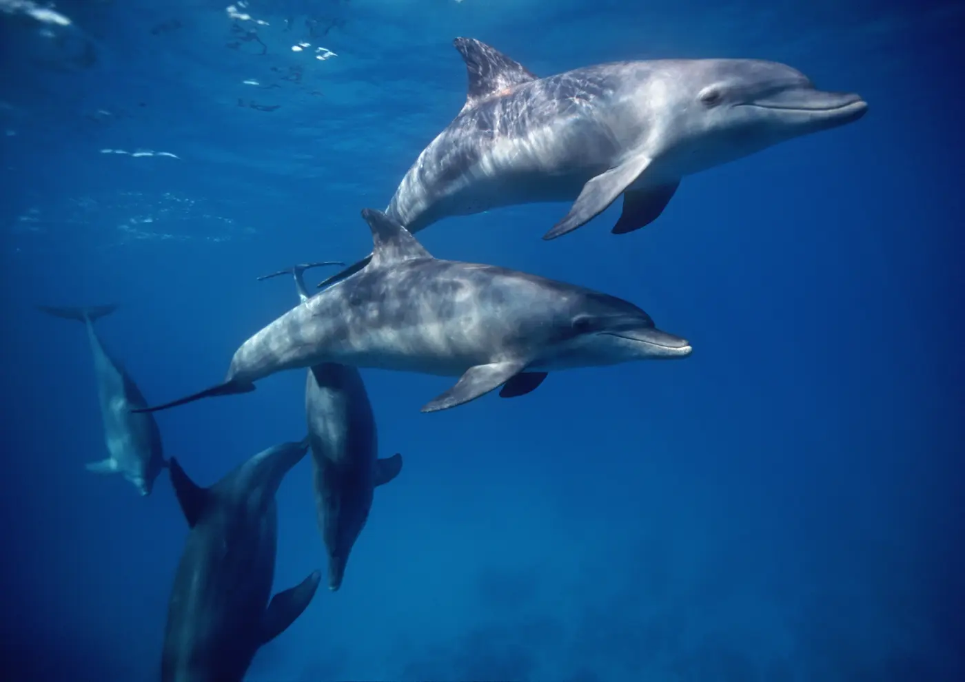 Snorkel Dolphin House