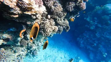 Tour Submarino Mar Rojo