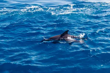 Snorkel Dolphin House