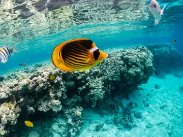 Tour Submarino Mar Rojo